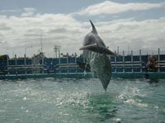 Hiapo dolphin leap