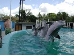 All three dolphins jump backwards