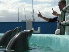 Mike working with 3 dolphins