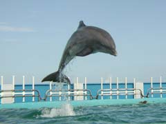 Akeakamai doing a dolphin leap