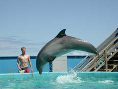 Ake dolphin leap